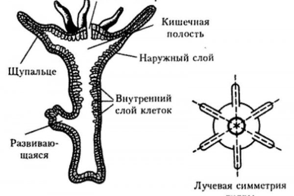 Не могу зайти в кракен